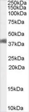 Anti-AGTR1/AT1 antibody produced in goat affinity isolated antibody, buffered aqueous solution