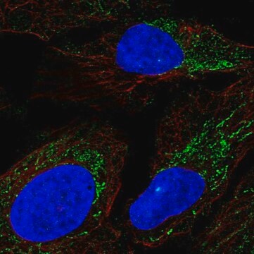 Anti-DMGDH antibody produced in rabbit Prestige Antibodies&#174; Powered by Atlas Antibodies, affinity isolated antibody