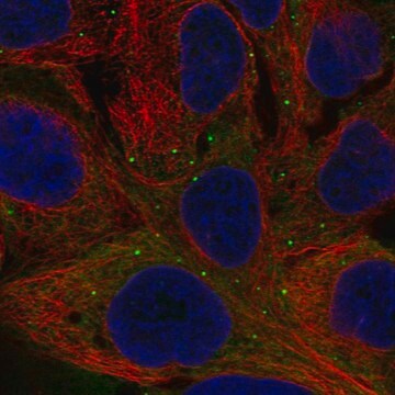 Anti-Nppb Antibody Produced In Rabbit Prestige Antibodies&#174; Powered by Atlas Antibodies, affinity isolated antibody, buffered aqueous glycerol solution