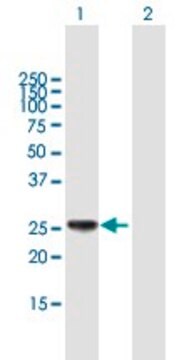 Anti-HLA-DPB1 antibody produced in mouse purified immunoglobulin, buffered aqueous solution