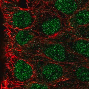 Anti-MAB21L3 antibody produced in rabbit Prestige Antibodies&#174; Powered by Atlas Antibodies, affinity isolated antibody