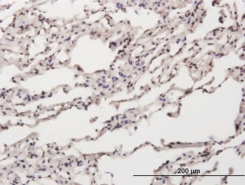 Anti-NT5C antibody produced in mouse IgG fraction of antiserum, buffered aqueous solution