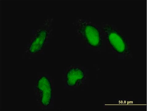 Monoclonal Anti-GLTSCR2 antibody produced in mouse clone 5A8, purified immunoglobulin, buffered aqueous solution