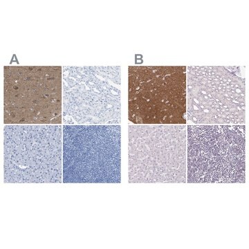 Anti-FAIM2 antibody produced in rabbit Prestige Antibodies&#174; Powered by Atlas Antibodies, affinity isolated antibody, buffered aqueous glycerol solution