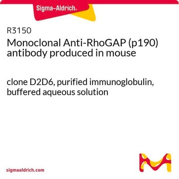 Monoclonal Anti-RhoGAP (p190) antibody produced in mouse clone D2D6, purified immunoglobulin, buffered aqueous solution