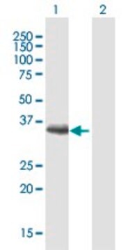 Anti-MAGEF1 antibody produced in mouse purified immunoglobulin, buffered aqueous solution