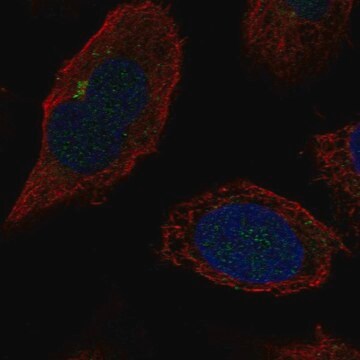 Anti-B4GALT2 antibody produced in rabbit Prestige Antibodies&#174; Powered by Atlas Antibodies, affinity isolated antibody