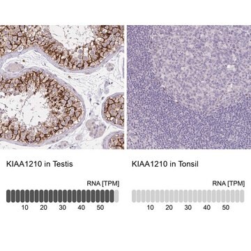 Anti-KIAA1210 antibody produced in rabbit Prestige Antibodies&#174; Powered by Atlas Antibodies, affinity isolated antibody, buffered aqueous glycerol solution