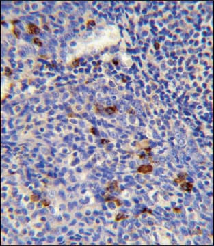 ANTI-IGLV1-40 (C-TERM) antibody produced in rabbit IgG fraction of antiserum, buffered aqueous solution