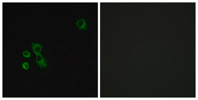 Anti-TAS2R7 antibody produced in rabbit affinity isolated antibody