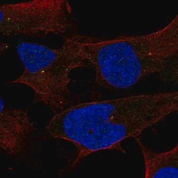 Anti-ST7L antibody produced in rabbit Prestige Antibodies&#174; Powered by Atlas Antibodies, affinity isolated antibody