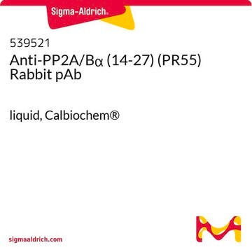 Anti-PP2A/B&#945; (14-27) (PR55) Rabbit pAb liquid, Calbiochem&#174;