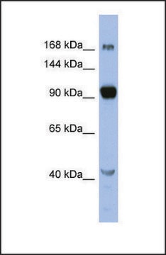 Anti-MED23, (N-terminal) antibody produced in rabbit affinity isolated antibody