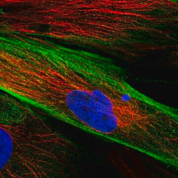 Anti-FAM167B antibody produced in rabbit Prestige Antibodies&#174; Powered by Atlas Antibodies, affinity isolated antibody