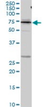 Anti-KNG1 antibody produced in rabbit purified immunoglobulin, buffered aqueous solution