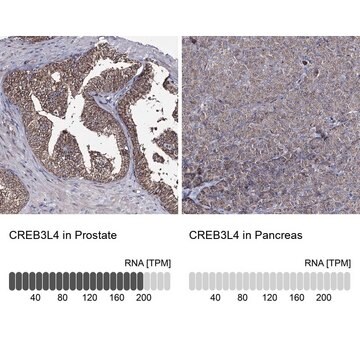 Anti-CREB3L4 antibody produced in rabbit Prestige Antibodies&#174; Powered by Atlas Antibodies, affinity isolated antibody, buffered aqueous glycerol solution