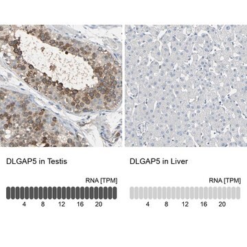 Anti-DLGAP5 antibody produced in rabbit Prestige Antibodies&#174; Powered by Atlas Antibodies, affinity isolated antibody, buffered aqueous glycerol solution