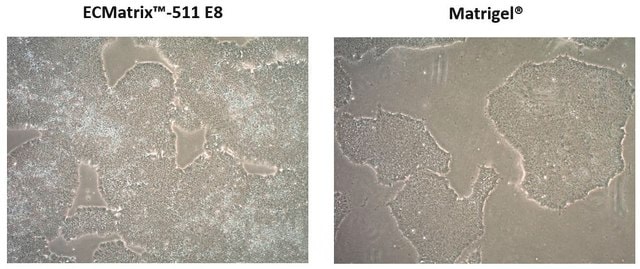 ECMatrix-511 E8 Laminin-Substrat Xeno-free laminin-511 coating for feeder-free pluripotent stem cell cultures, 1050 &#956;g (CHO-S derived)