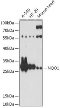 Anti-NQO1 antibody produced in rabbit