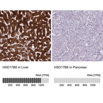 Anti-HSD17B6 antibody produced in rabbit Prestige Antibodies&#174; Powered by Atlas Antibodies, affinity isolated antibody, buffered aqueous glycerol solution