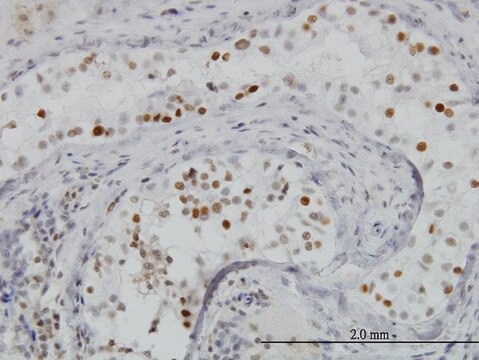 Monoclonal Anti-BRD3 antibody produced in mouse clone 6E7, purified immunoglobulin, buffered aqueous solution