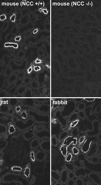 Anticuerpo anti-cotransportador NaCl sensible a la tiacida Chemicon&#174;, from rabbit