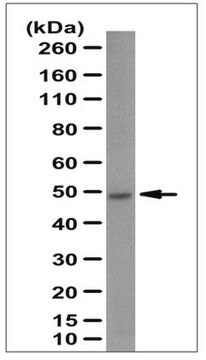 Anti-GABPB-1/NRF2b Antibody serum, from rabbit