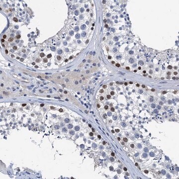 Anti-HSF2 antibody produced in rabbit Prestige Antibodies&#174; Powered by Atlas Antibodies, affinity isolated antibody, buffered aqueous glycerol solution