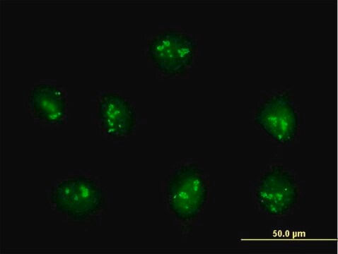 Anti-PDE9A antibody produced in mouse purified immunoglobulin, buffered aqueous solution