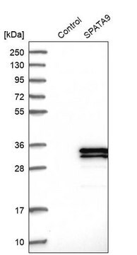 Anti-SPATA9 antibody produced in rabbit Prestige Antibodies&#174; Powered by Atlas Antibodies, affinity isolated antibody, buffered aqueous glycerol solution