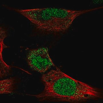 Anti-HOXC4 antibody produced in rabbit Prestige Antibodies&#174; Powered by Atlas Antibodies, affinity isolated antibody