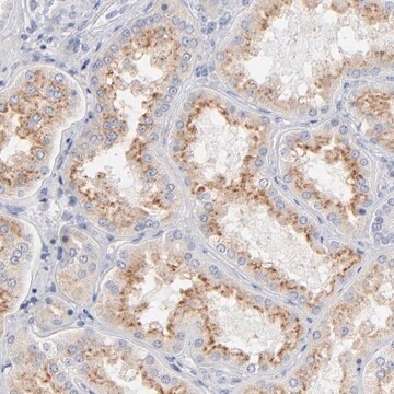 Anti-F12 antibody produced in rabbit Prestige Antibodies&#174; Powered by Atlas Antibodies, affinity isolated antibody, buffered aqueous glycerol solution