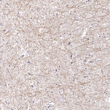 Anti-PABPC1L2A antibody produced in rabbit Prestige Antibodies&#174; Powered by Atlas Antibodies, affinity isolated antibody, buffered aqueous glycerol solution