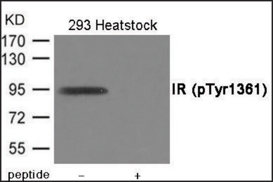 Anti-phospho-IR (pTyr1361) antibody produced in rabbit affinity isolated antibody