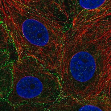 Anti-EPS15L1 antibody produced in rabbit Prestige Antibodies&#174; Powered by Atlas Antibodies, affinity isolated antibody