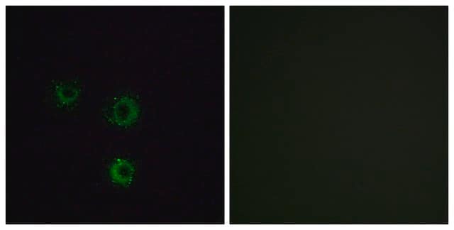 Anti-TAS2R14 antibody produced in rabbit affinity isolated antibody