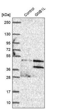 Anti-GNB1L antibody produced in rabbit Prestige Antibodies&#174; Powered by Atlas Antibodies, affinity isolated antibody, buffered aqueous glycerol solution, ab1