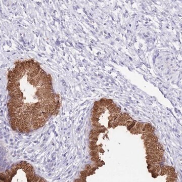 Anti-OR2Z1 antibody produced in rabbit Prestige Antibodies&#174; Powered by Atlas Antibodies, affinity isolated antibody, buffered aqueous glycerol solution