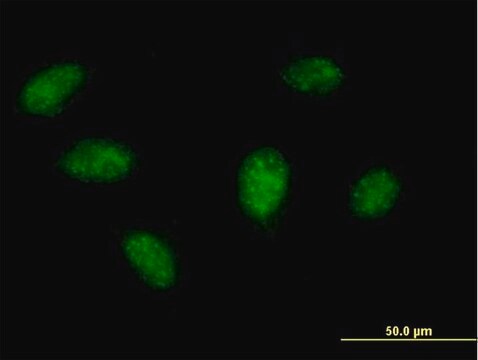 Anti-XAF1 antibody produced in mouse purified immunoglobulin, buffered aqueous solution