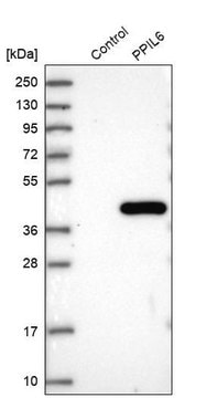 Anti-PPIL6 antibody produced in rabbit Prestige Antibodies&#174; Powered by Atlas Antibodies, affinity isolated antibody, buffered aqueous glycerol solution