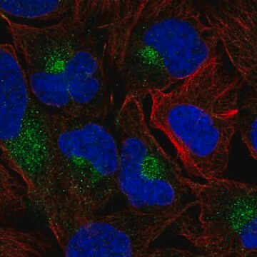 Anti-Sh3Bgrl Antibody Produced In Rabbit Prestige Antibodies&#174; Powered by Atlas Antibodies, affinity isolated antibody, buffered aqueous glycerol solution