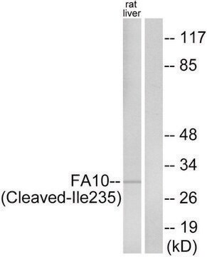 Anti-FA10 (activated heavy chain, Cleaved-Ile235) antibody produced in rabbit affinity isolated antibody