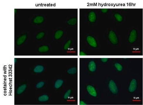 Monoclonal Anti-RPA2 antibody produced in mouse