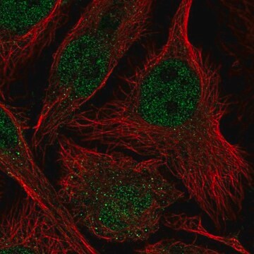 Anti-ASF1B antibody produced in rabbit Prestige Antibodies&#174; Powered by Atlas Antibodies, affinity isolated antibody