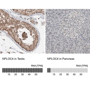 Anti-NPLOC4 antibody produced in rabbit Prestige Antibodies&#174; Powered by Atlas Antibodies, affinity isolated antibody, buffered aqueous glycerol solution, Ab2