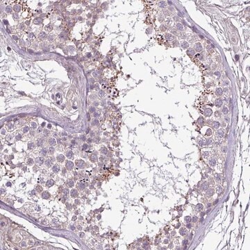 Anti-FAM183A antibody produced in rabbit Prestige Antibodies&#174; Powered by Atlas Antibodies, affinity isolated antibody, buffered aqueous glycerol solution