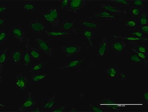 Monoclonal Anti-STC1, (C-terminal) antibody produced in mouse clone 1A3, purified immunoglobulin, buffered aqueous solution