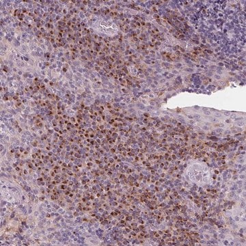 Anti-IL9R antibody produced in rabbit Prestige Antibodies&#174; Powered by Atlas Antibodies, affinity isolated antibody