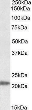 Anti-IMP3 antibody produced in goat affinity isolated antibody, buffered aqueous solution