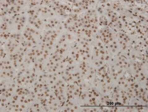 ANTI-HMX2 antibody produced in mouse clone 1D7, purified immunoglobulin, buffered aqueous solution